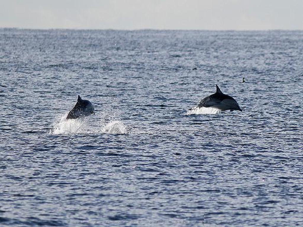 156 ILE DE HOEDIC_000054.jpg